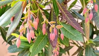 ELAEOCARPUS GANITRUS  SACRED TREE RUDRAKSHA [upl. by Conney]