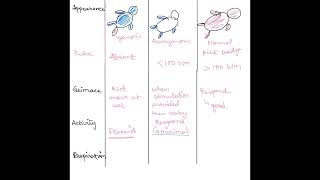 APGAR Score [upl. by Clive]