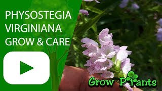 Physostegia virginiana  grow amp care [upl. by Halona556]