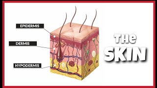 The Human skin Function and Structure  Anatomy and Physiology  largest organ [upl. by Halda]