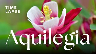 Timelapse Watch Aquilegia Columbine Flowers Bloom [upl. by Rickert974]