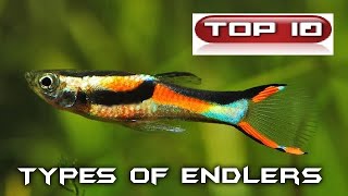 Top 10 Poecilia di Endler Poecilia Wingei 🐠 [upl. by Udall]