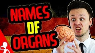 Names of Organs  Learn German for Beginners  Lesson 18 [upl. by Esyned500]