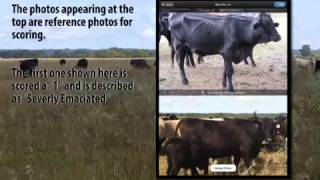 CRYSTALYX® Beef Cow Body Condition Score App [upl. by Peckham]