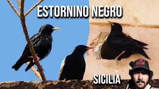 Estornino negro 4K Sturnus unicolor Spotless Starling Storno nero Estorninho preto Étourneau [upl. by Ladnek]