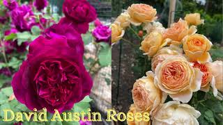 David Austin Roses กุหลาบ davidaustinroses กุหลาบอังกฤษ munsteadwood crownprincessmargareta [upl. by Aremaj671]