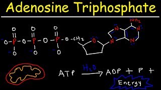 ATP  Adenosine Triphosphate  Cell Energy [upl. by Pacificia]