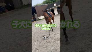 🐶「ほら！行くよ！」🐴「はいはい」｜PECO 馬 お馬さん 馬と犬 子犬 馬と暮らす horse horseanddog puppy horselover horselife [upl. by Jeannie867]