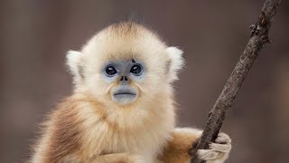 The Monkey With Blue Skin and No Nose  Seven Worlds One Planet  BBC Earth [upl. by Pinkerton]