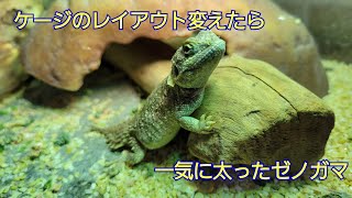 ゼノガマの飼育環境を変えてみた【シャベルカワリアガマ】 [upl. by Bauer]