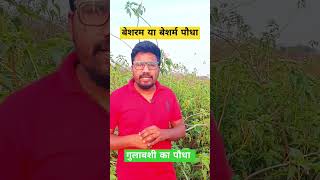 ☘️ बेशरम बेशर्म बेहया गुलाबसी का पादप उपयोग बेसिक जानकारी uses of ipomoea cornia plant🌵☘️ [upl. by Ardnuek]