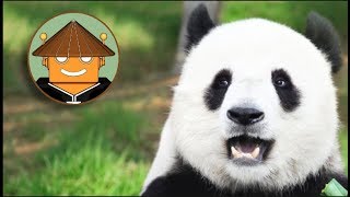 QUÉ PASA CON LOS PANDAS I Mini documental [upl. by Ssej816]