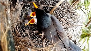 Great myna bird brings larvae from the forest for babies to eatbirds [upl. by Gingras]