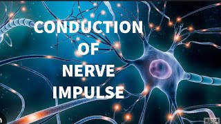 Action Potential Simplified II CONDUCTION OF NERVE IMPULSE l explained in english [upl. by Jobe]