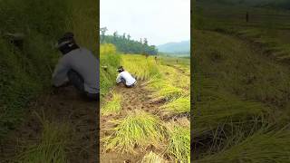 Chaite dhan🌾😊❤️ villagevlog mamatathapa shortvideo [upl. by Myriam753]