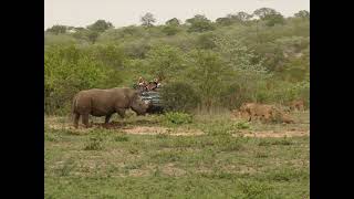 A Pride of 18 lions try take down a Rhino [upl. by Mirilla]