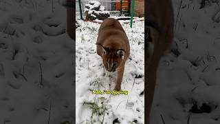 Gosha is surprised by snow pets funnypet cats [upl. by Ymor]