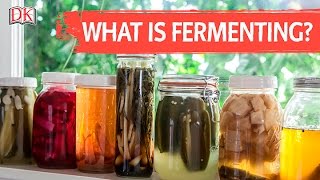 What is Fermenting [upl. by Esorrebma]