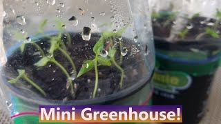 Germinating pepper seeds in a mini greenhouse Easy DIY to get plants started [upl. by Ibbetson157]