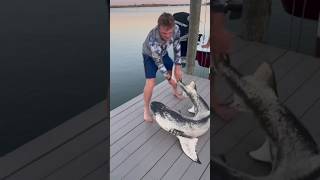 INCREDIBLE 🦈🤯 Extremely Rare Lemon Shark W Piebaldism Caught amp Released shark fishing nature [upl. by Simaj]