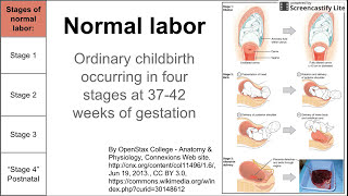 Normal labor ordinary delivery [upl. by Yenruoc]