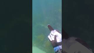 Getting stalked by a wobbegong shark wobbegong spearfishingaustralia [upl. by Tnomad]