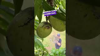 Pegador de frutas inovador que vc precisa conhecer garrafaspet pegador frutas façavocêmesmo [upl. by Arretnahs]