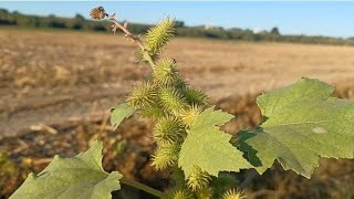 Xanthium strumarium bardana abrojo  Las plantas de Teresa [upl. by Odom]