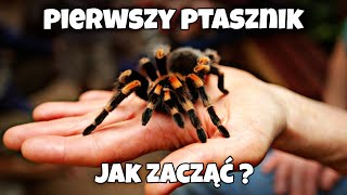 Pierwszy ptasznik  🕷️ czyli jak zacząć hodowlę ptaszników  najważniejsze informacje hodowlane 🤝 [upl. by Octave]