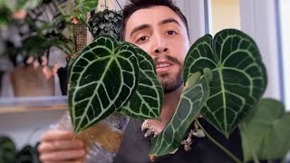 Anthurium Crystallinum Unboxing  Nuovo Substrato per Anthurium [upl. by Etyak]