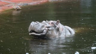 Nijlpaarden Hermien en Imani Hippos  Zoo Antwerpen 2024 [upl. by Ariajay]