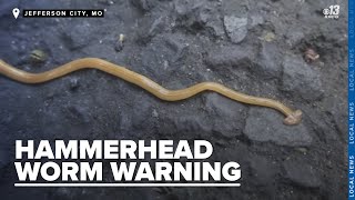 Missouri Department of Conservation raises alarm over harmful hammerhead worms [upl. by Murielle380]