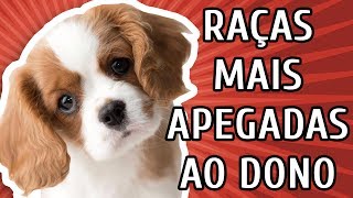 10 RAÇAS MAIS APEGADAS AO DONO [upl. by Lorelie428]