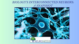 Biologys Interconnect Neurons A Snapshot [upl. by Arannahs385]