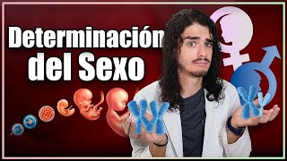 ¿POR QUÉ somos DIFERENTES La sorprendente ciencia detrás de la DETERMINACIÓN SEXUAL 😦 [upl. by Navets]