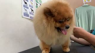 Pomeranian Dog Groom  Pomeranian Dog Hair Cut  Grooming a Pomeranian  A LOVELY POMERANIAN  ❤️ [upl. by Nitsew41]