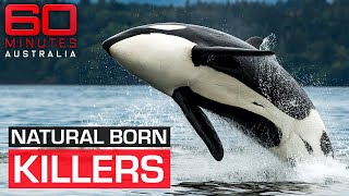 The shocking moment a killer whale attacks its trainer  60 Minutes Australia [upl. by Bonnie]