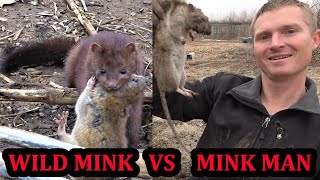 Did a Wild Mink Beat The Mink Man [upl. by Dalenna]