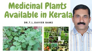 Medicinal Plants in Kerala [upl. by Dorman]