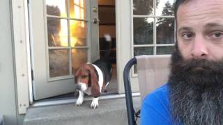 Our Bossy Basset Hound [upl. by Reniti]