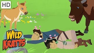 Wild Kratts  Chasing Food in the Animal Kingdom [upl. by Sletten]