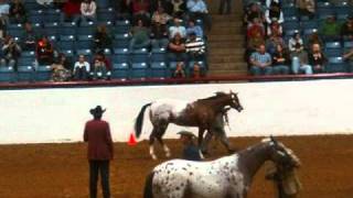 Color Class  2010 Appaloosa World Showwmv [upl. by Ani]