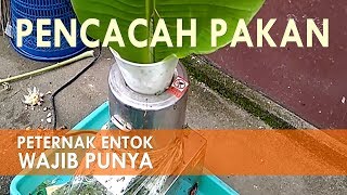 Alat Pencacah Pakan Ternak Entok dan Ayam Kampung [upl. by Jesh892]