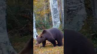 Otoño cantábrico muy osero 🐻🐾🍁 wildlife osopardo oso bear [upl. by Anairad]