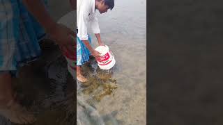 Amazing village fishing video [upl. by Nilreb]