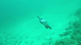 A cormorant fishing at a depth of 10 metres [upl. by Washington]