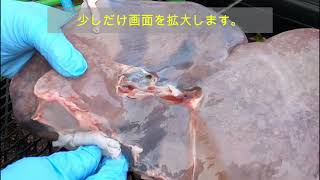 肝臓に寄生虫2！鹿の肝臓の血抜き！寄生虫襲来 When I drained the blood from the deers liver a fasciola hepatica appeared [upl. by Hadeis]