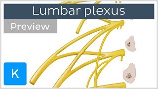 Lumbar plexus made easy preview  Human Anatomy  Kenhub [upl. by Nydroj]