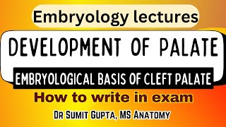 DEVELOPMENT OF THE PALATE  Cleft Palate HUMAN EMBRYOLOGY [upl. by Ahsenev809]