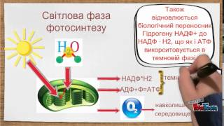 Фотосинтез Значення фотосинтезу [upl. by Rehpotsyrk]